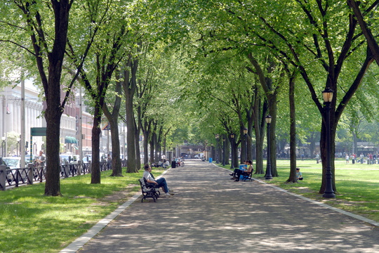 Tree-lined path on New Haven Green