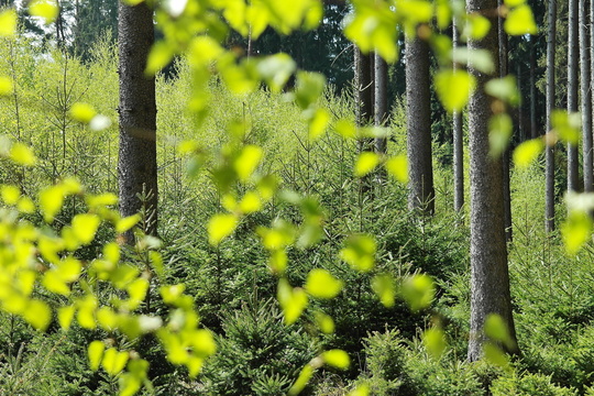Image of outdoor space with trees and plants